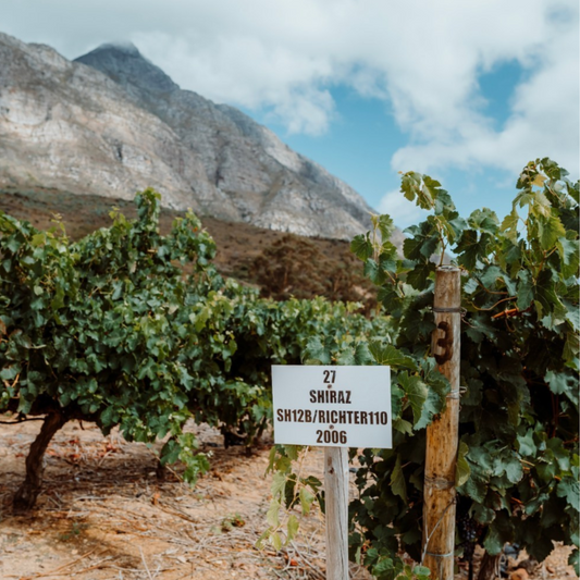 I say Shiraz, you say Syrah